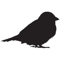 Birds icon