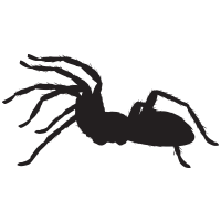 Spiders icon