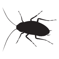 Cockroach icon